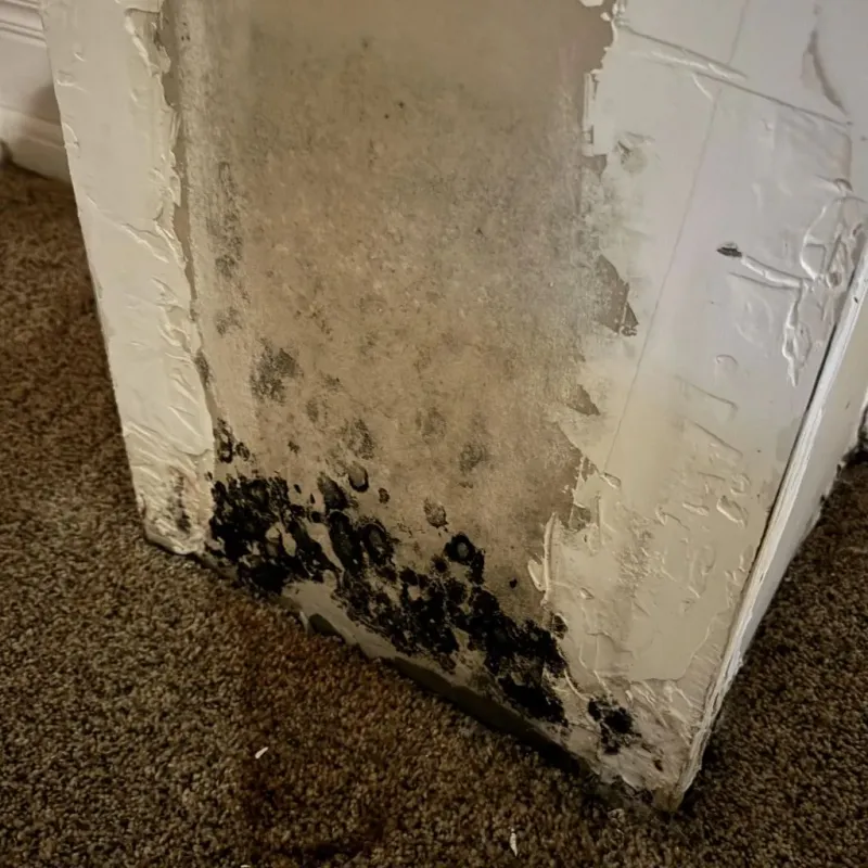 Professional Mold Removal in North Wilkesboro, NC